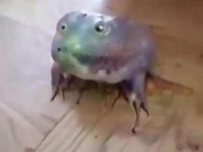 Cursed_frog