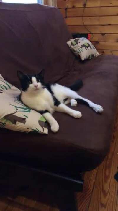 Archer is recovering from a broken leg. Not a dog but he definitely got some good pets after this!