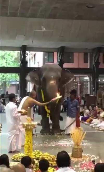 Elephant enjoying Gaja Pooja at Amritapuri Ashram, Kerala
