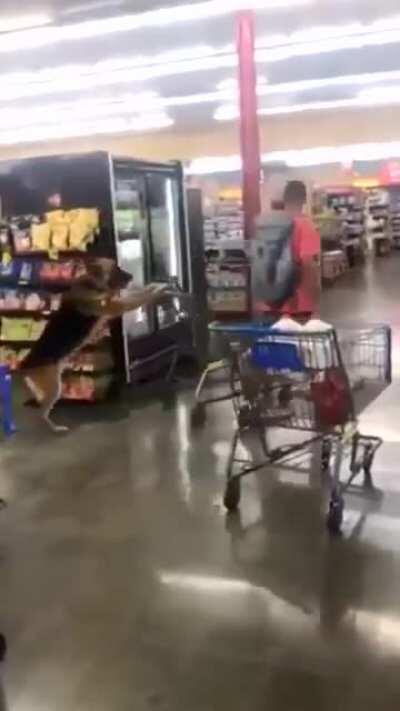 German Shopperd 🐶