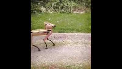 (150/150) Brown Eyed Horse (Van Morrison/Boston Dynamics?)