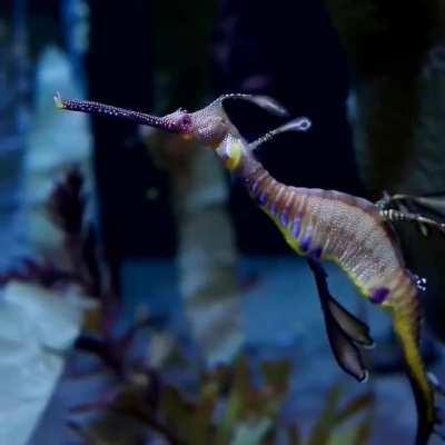 The common seadragon. This guy was found in Waikiki, Hawaii