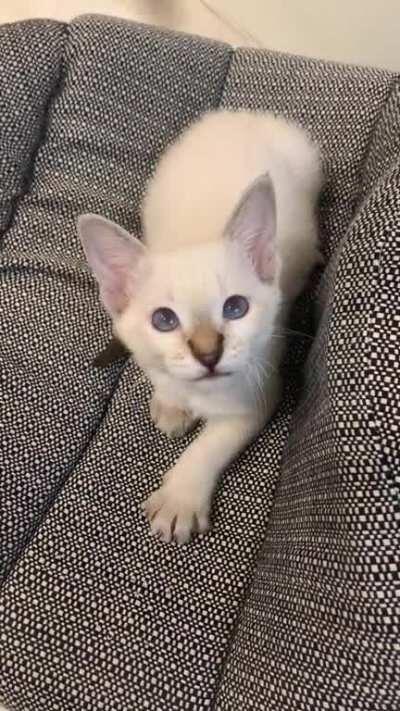 My Esther kitty chirps at her favorite toy!