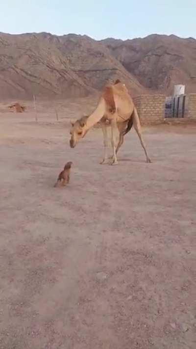 Pup's wish for kisses on the gentle giant