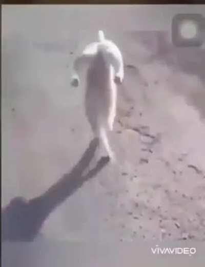 WCGW feeding your cat marijuana.