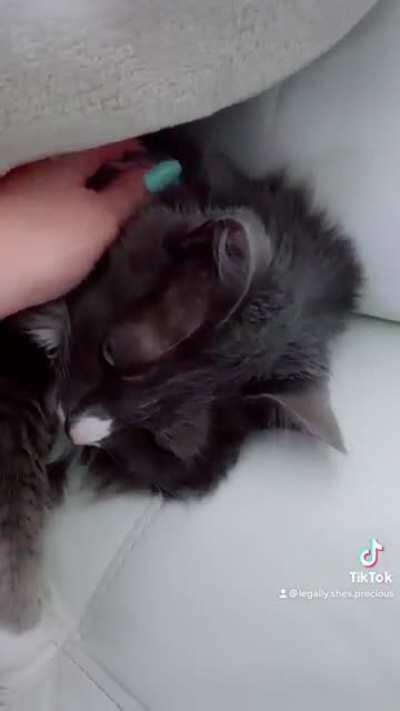 I compiled her recent trills and was told you might like them.