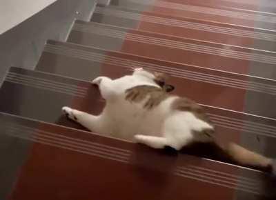 A flowing cat is right here