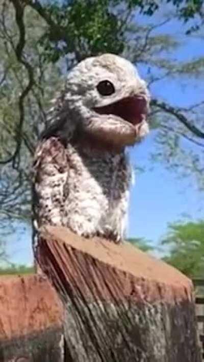 Ghost Birds Are Cute