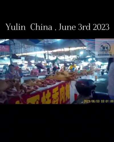 Yulin Dog Meat Festival. A foreign animal protection group photographed local time on June 3 that the Zhima people were still eating cats and dogs. I used to think they only ate dogs, but later I learned that cats are also on the plate.