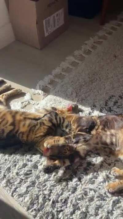 Sometimes my cats make me uncomfortable...