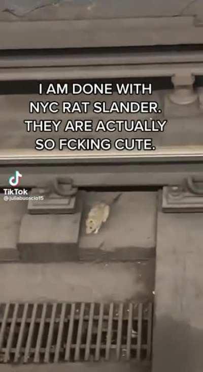 Rats of New York at work again