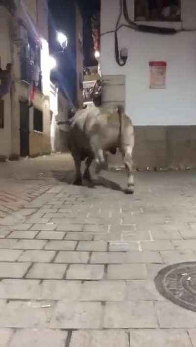 There’s a bull coming