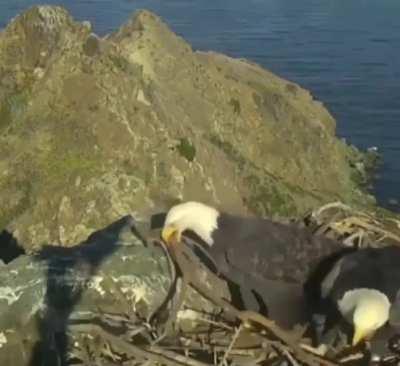 Disagreement on how to organize nest