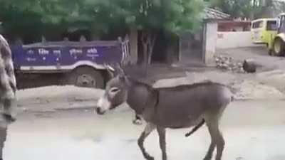 Horny Donkey with man