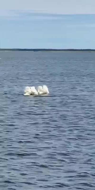 What are these swans doing?