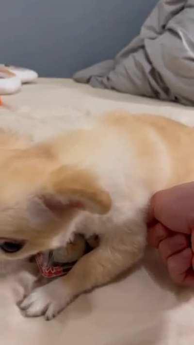 Dog protecting the sushi