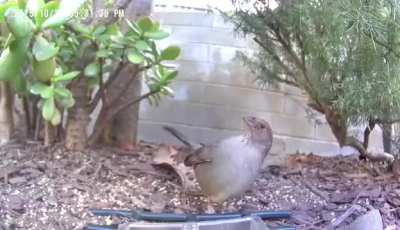 What's this California Towhee doing? Beefing with a fellow bird 
