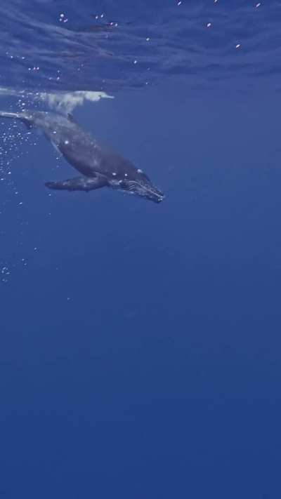 Just got back from French Polynesia.  WOW!