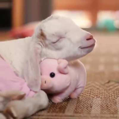 Baby goat bedtime with piggy