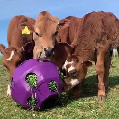 Ex-bobby calves enjoying their best lives