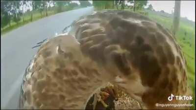 Como atrair um gavião