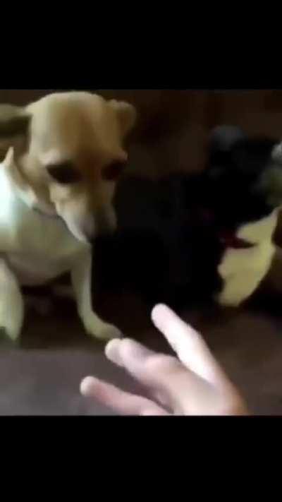 ZA HANDŌ WA GAKESŪ!!!!