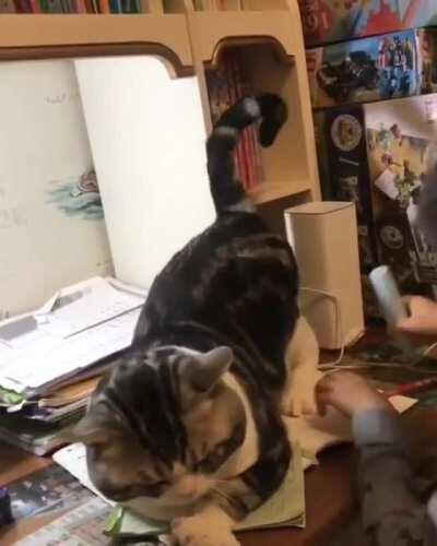 Human Pay Attention To Me!