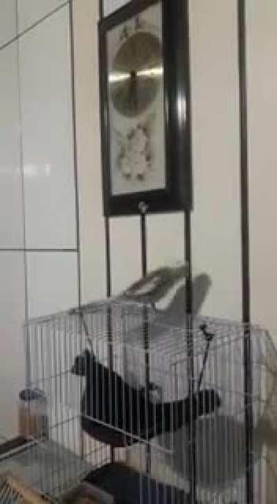 My mom would like to teach him classical music. I have other plans in mind