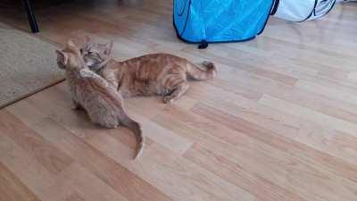 Big Girl falling in love with little Girl after 2 Weeks of ignoring