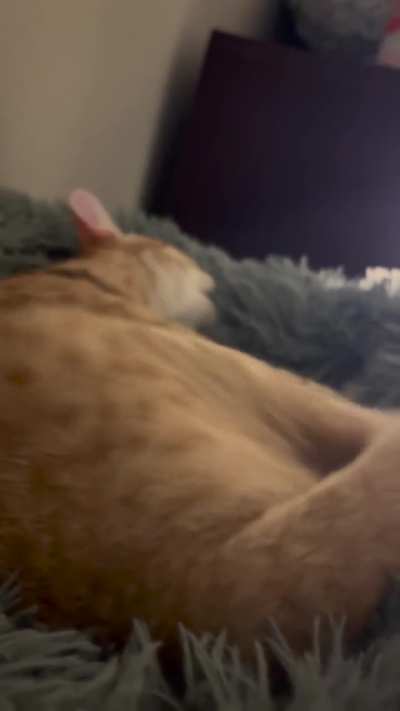 Biscuits require purrs