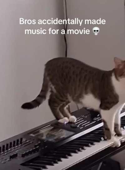 Cat going crazy on the 🎹