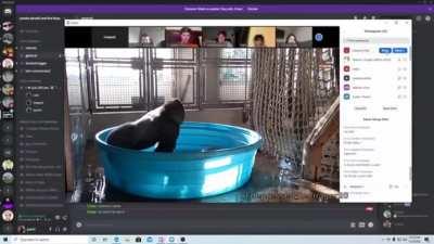 Frank🐵 in online class. What will he do?😯😯