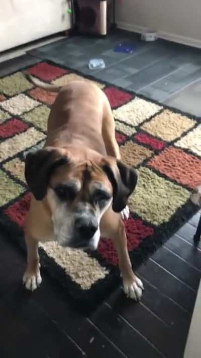 My best doggo Winston, aka Sr Frijoles, was such a ✨graceful✨ beastie. He’ll be in my heart forever 🖤