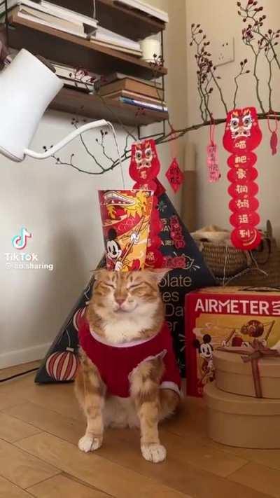 Friendship with Floppa ended, now Dòu Dòu is my best friend 