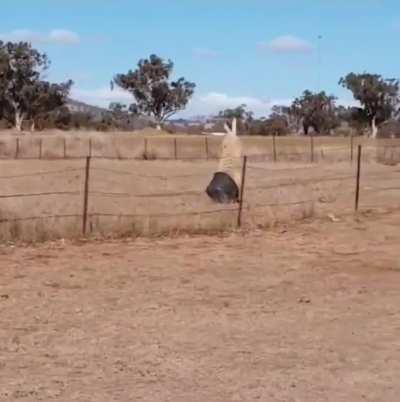 A ovelha perdeu um x1 pra um balde