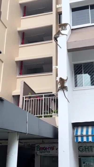 Monkeys sliding down a building in the city