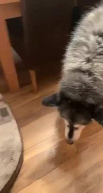 Doggo complains when cat steals bed