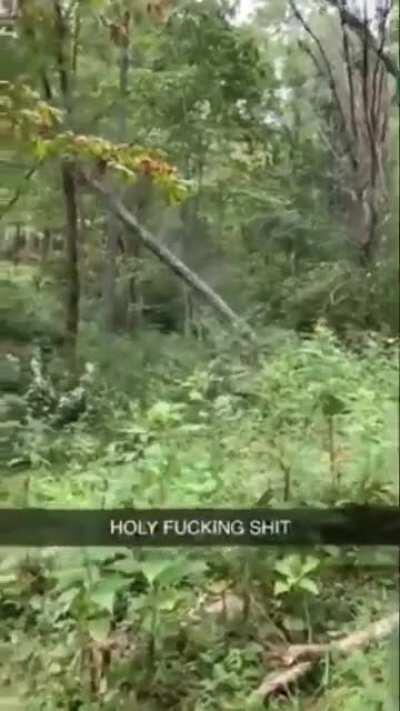 WCGW cutting down this tree without watching my surroundings