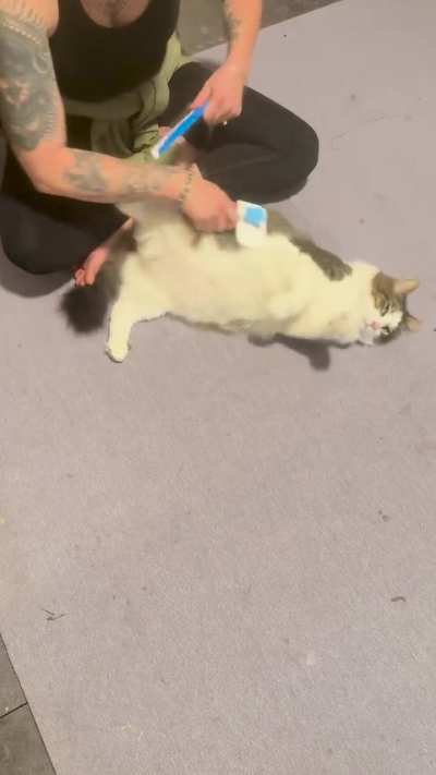 My boy getting his nightly blow out!