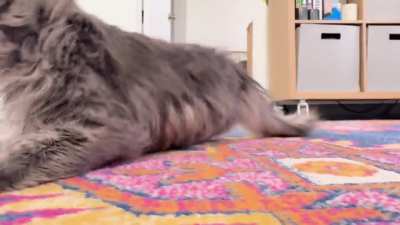 There might be some catnip crumbs buried in the rug.