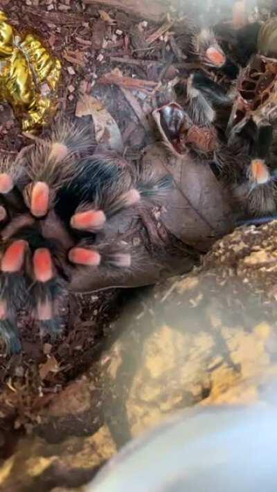 My Female B. Hamorii molted this morning