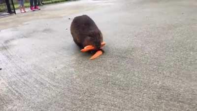 Framed the cuteness of that beaver