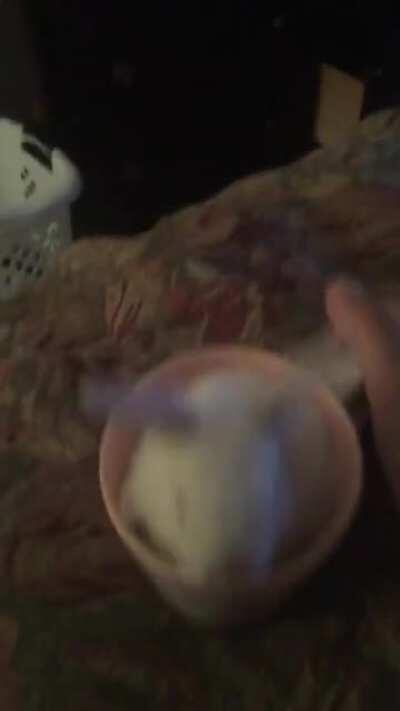 This is my 3 week old rabbit a-tip