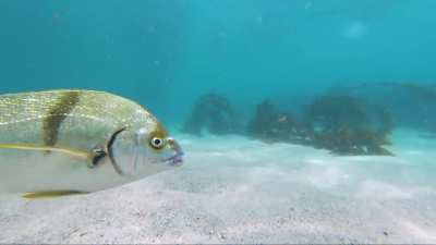 Sargo cruising under the morning sun, Laguna Beach, CA