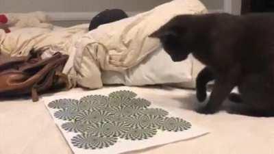 This is what happens when a cat meets an optical illusion.