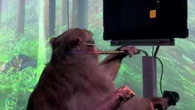 WAGTHROmaimuta Pager controland aparatele