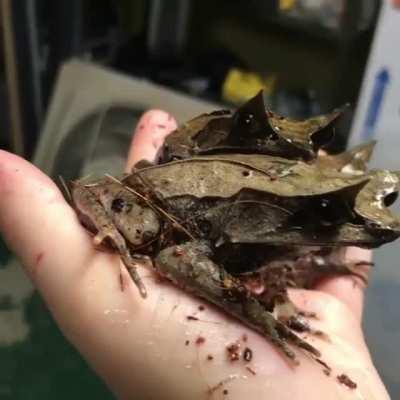 Malayan Leaf Frogs