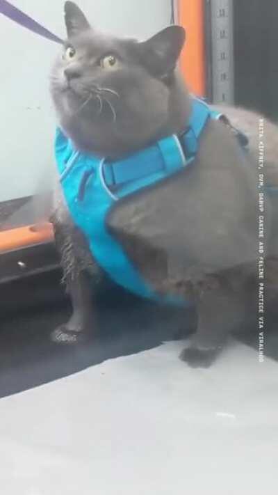 trying to get in shape