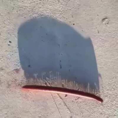 Shadow of a millipede walking