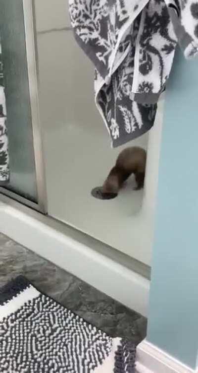 Willow lives for her shower time. I think they gave me a faulty ferret because she LOVES water!